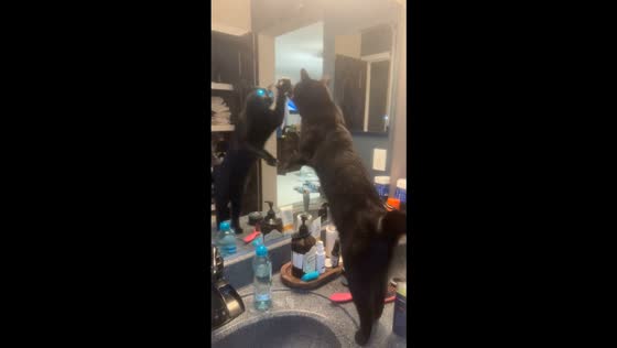 Black cat hilariously fights its own reflection in Michigan, USA