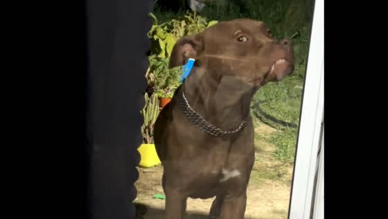 Dog shows strange look while waiting to be let inside in Argentina