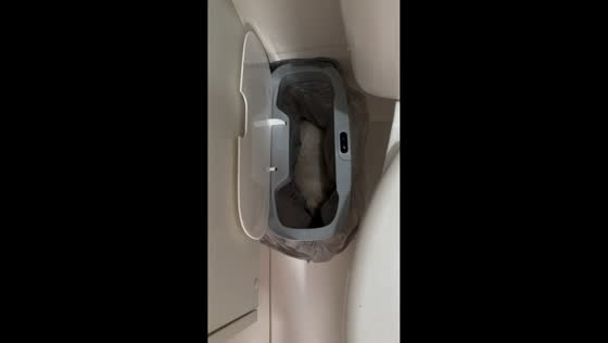 Cat plays inside bathroom trash bin in Belford Roxo, Brazil