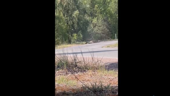Intense clashes persist near Shebekino
