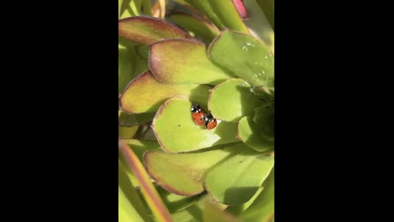 Cute moment alert: cuddling ladybugs in San Jose, CA