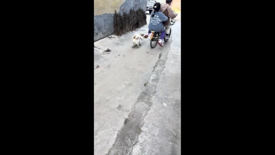 Puppy persistently chases children on bicycle in Hebei, China