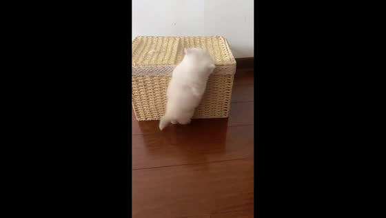 Kitten gets briefly stuck while climbing basket in Jiangsu, China