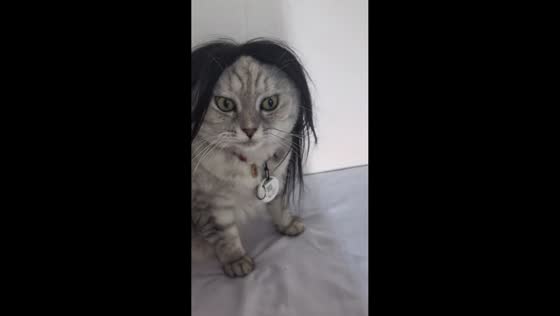 Cat wearing wig tries to shake it off in Yunnan, China