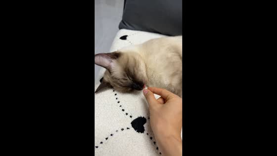 Siamese cat stays asleep while its tongue is pulled in Yunnan, China