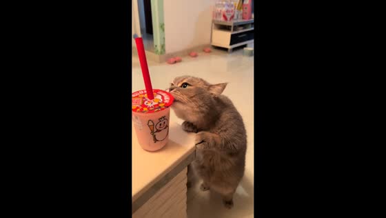 Cat tries to sip from a cup in Chongqing, China