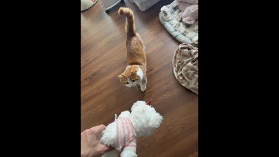 Cat insists on keeping its toy in Jiangsu, China