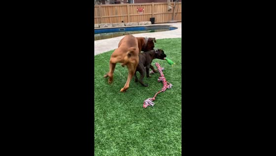 Playful tug-of-war between two boxer dogs in Dorchester, Canada