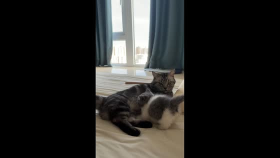 Cat sends curious kitten tumbling on bed in Zhejiang, China