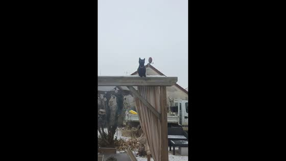 Cat jumps onto window from gazebo roof in Sainte-Livière, France