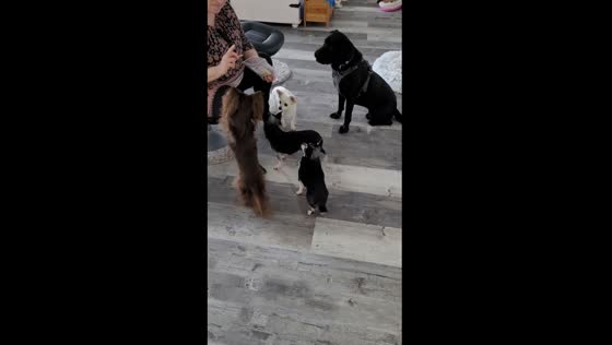 Sweet moments in Salzgitter, Germany as dogs gather for treats