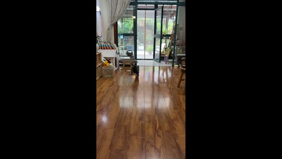 Cat sprints outside in Anhui, China