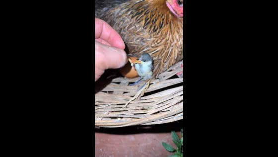 Baby bird peeks out for food in China