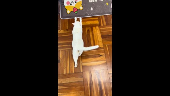 Cat stretches and slides across floor in Guangzhou, China