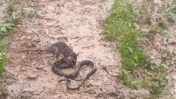 Rat battles snake in unusual confrontation in Santa Rosa
