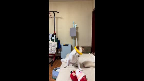 Well-aimed toy toss for playful dog in Chongqing, China