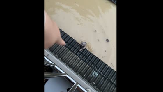 Cat falls into floodwater while jumping between roofs in Bekasi