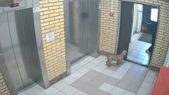 Woman humorously bows to coax reluctant dog out the door in Novosibirsk, Russia
