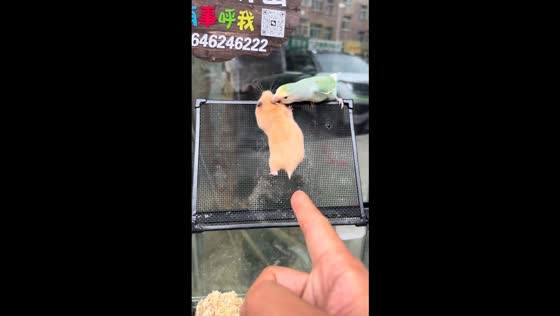 Parrot guards playful hamsters from escaping cage in Heilongjiang, China