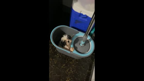 Dogs' love for mop buckets: a never-ending cleanup story