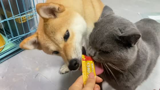 Cat blocks Shiba Inu from getting treats in Guangdong, China
