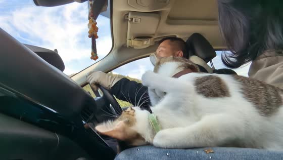 Cats fall sideways while playfully wrestling inside car in Sichuan, China