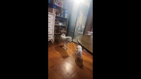 Playful scuffle between mismatched dogs amuses owner in Hebei, China