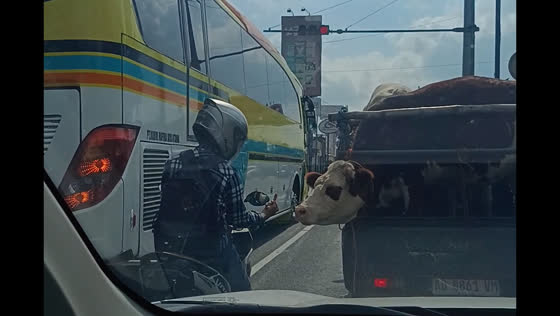 Motorcyclist teases cow during traffic stop