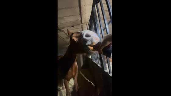 Horse in Justin, Texas, drinks beer from can in surprising video