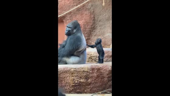 Baby gorilla interacts with silverback in Prague, Czechia
