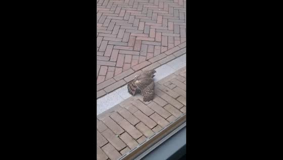 Hawk suddenly attacks bird resting outside window in Oldenzaal, Netherlands
