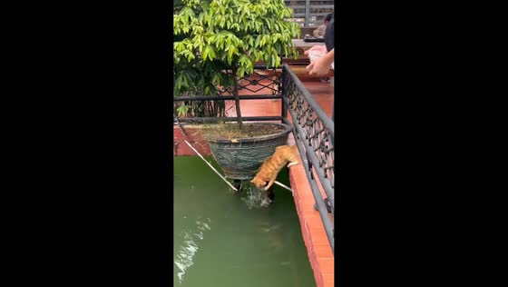 Tabby cat cleverly catches live fish from bridge edge in Guangdong, China