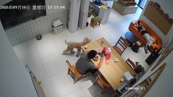 Dog eats owner's food while owner checks the door in Shandong, China