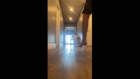 Playful zoomies take a funny turn as Loki the dog takes a tumble