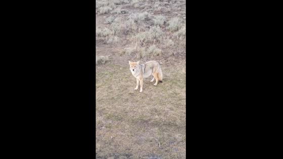 Bison crossing and curious coyote: a Yellowstone family wildlife adventure 