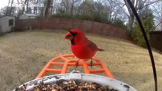 Bright red cardinal enjoys seeds at backyard feeder in Georgia, USA