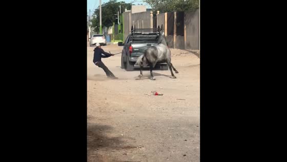 Startled horse drags owner in circles after truck passes in Durango, México