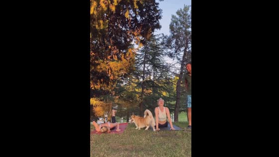Playful corgi interrupts exercise session in Sochi park: a hilarious surprise!