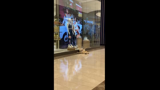 Unique dog nap: canine captivates onlookers with unusual sleeping position