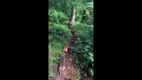 Pack of dachshunds walks in formation along forest trail in Abergavenny, South Wales, UK