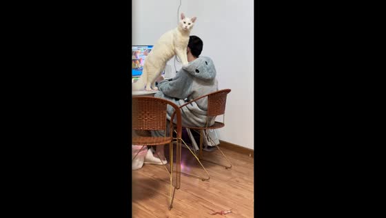 White cat attentively watches owner from shoulder in Guangdong, China
