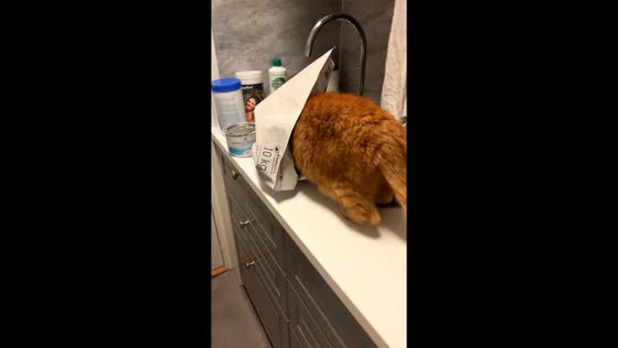 Cat burglar: Bruce caught in the act raiding his food bag in Stockholm
