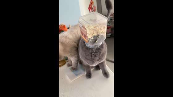 Cat caught with head stuck in food jar in Shandong, China