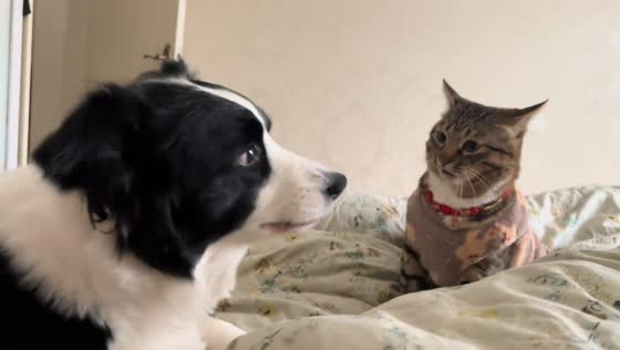 Border collie and tabby cat break into playful scuffle on bed in Anhui, China