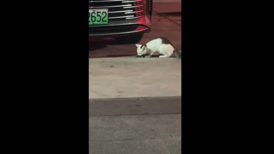 Cat pulls rodent from car in Hebei Province, China