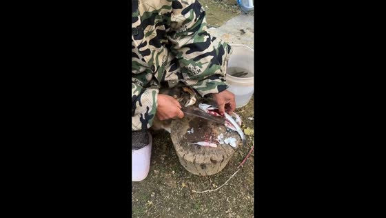 Cat snatches fish during meal prep in Hubei, China