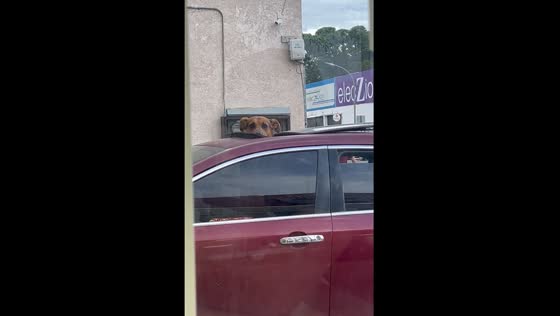 Dog watches owner from car roof while they eat ice cream in Mexico