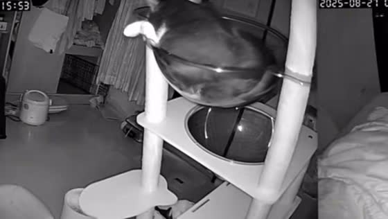 Cat condo collapses on bed in Bangkok, Thailand