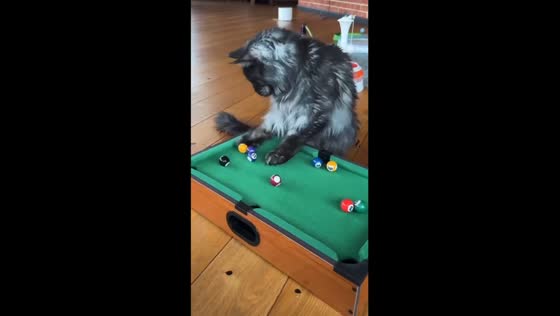 Feline billiards: Conan, Erdogan, and Crocus showcase their skills in miniature game