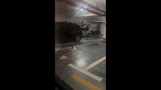 Cat hilariously takes over a parking space in Guangdong, China
